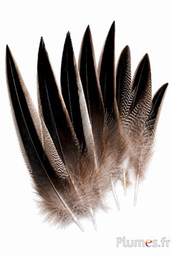 Ente Madagaskar - 12-14 cm - natur